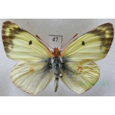 Colias alfacariensis Ribbe, 1905 male Szlaczkoń południowiec Czech47